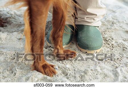 Close up of legs of person and dog View Large Photo Image Stock Photo - Close up of legs of person and dog . Fotosearch