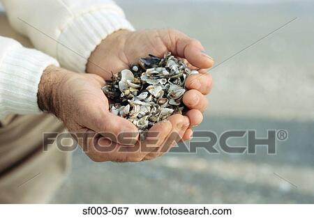 Close-up of man holding shells View Large Photo Image Stock Photo - Close-up of man holding shells. Fotosearch