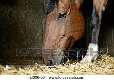 Picture - A bay horse eating hay. Fotosearch