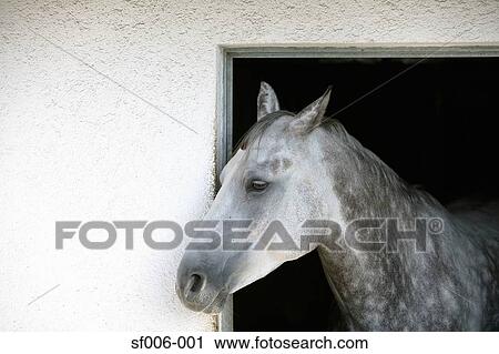 appaloosa gris