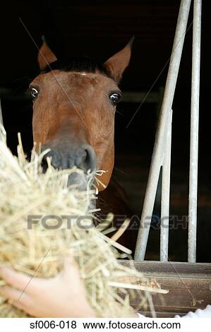 A horse being fed hay View Large Photo Image Stock Photo - A horse being fed hay. Fotosearch