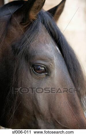 Close-up of horse's head View Large Photo Image Stock Image - Close-up of horse's head. Fotosearch