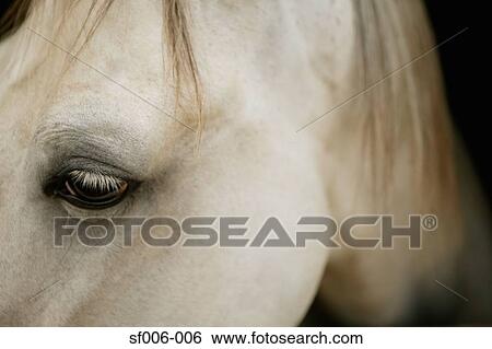 Close-up of horse's head View Large Photo Image Stock Photograph - Close-up of horse's head. Fotosearch