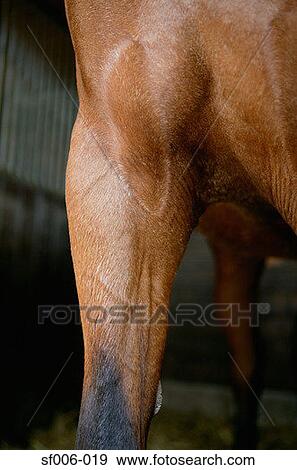 Close-up of horse's leg View Large Photo Image Stock Photo - Close-up of horse's leg. Fotosearch