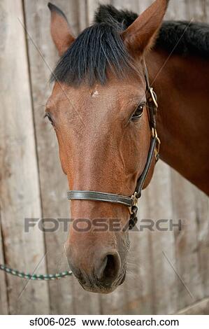 Head of a bay horse View Large Photo Image Stock Photography - Head of a bay horse. Fotosearch
