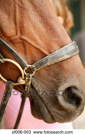 Horse's nose and mouth wearing bridle View Large Photo Image Stock Image - Horse's nose and mouth wearing bridle. Fotosearch