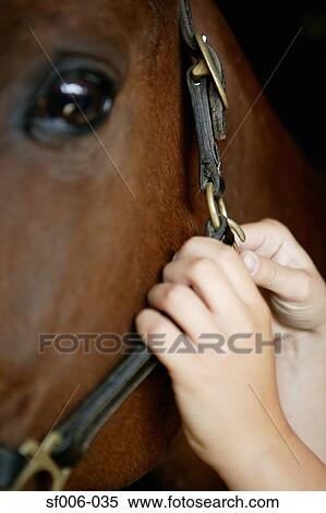 Person adjusting horse's bridle View Large Photo Image Stock Photography - Person adjusting horse's bridle. Fotosearch