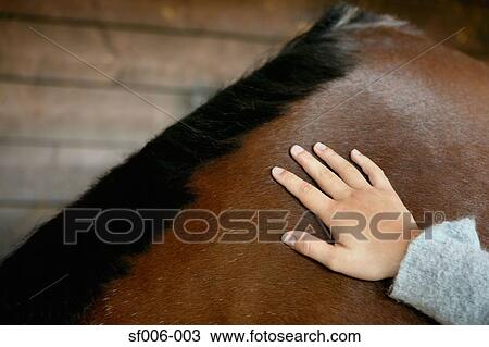 Person stroking a bay horse View Large Photo Image Stock Image - Person stroking a bay horse. Fotosearch