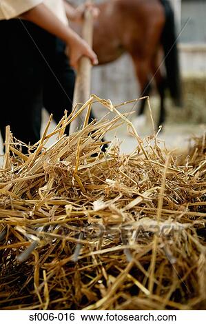Person with hay on a pitchfork View Large Photo Image Stock Photograph - Person with hay on a pitchfork. Fotosearch