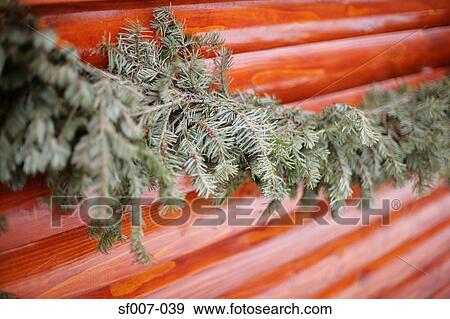 Fir branch along a wooden wall View Large Photo Image Stock Photo - Fir branch along a wooden wall. Fotosearch