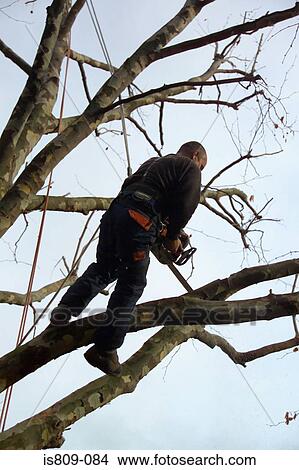 Tree surgeon trimming a tree View Large Photo Image Picture - Tree surgeon trimming a tree . Fotosearch