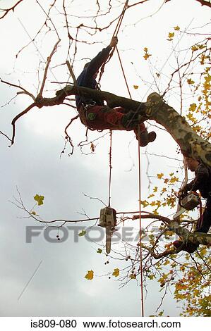 Tree surgeon trimming a tree View Large Photo Image Stock Image - Tree surgeon trimming a tree . Fotosearch