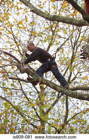 Tree surgeon trimming a tree View Large Photo Image Stock Image - Tree surgeon trimming a tree . Fotosearch