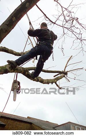 Stock Image - Tree surgeon trimming a tree . Fotosearch