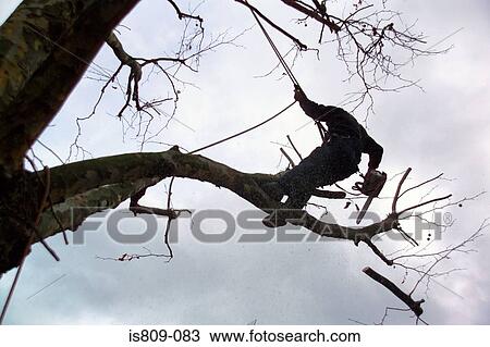 Tree surgeon trimming a tree View Large Photo Image Stock Image - Tree surgeon trimming a tree . Fotosearch