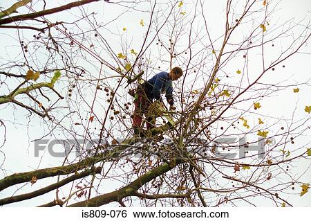 Tree surgeon trimming a tree View Large Photo Image Stock Photograph - Tree surgeon trimming a tree . Fotosearch