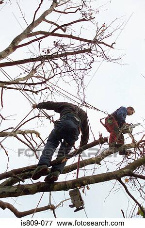 Tree surgeons trimming a tree View Large Photo Image Stock Photo - Tree surgeons trimming a tree . Fotosearch