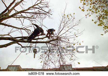 Tree surgeons trimming a tree View Large Photo Image Stock Photo - Tree surgeons trimming a tree . Fotosearch
