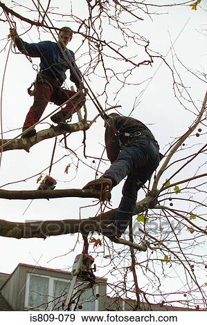 Tree surgeons trimming a tree View Large Photo Image Stock Photo - Tree surgeons trimming a tree . Fotosearch
