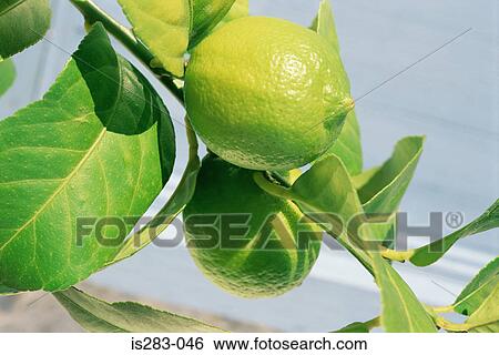 Lemon tree View Large Photo Image Stock Photograph - Lemon tree. Fotosearch