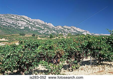 Wine region of La Rioja View Large Photo Image Stock Image - Wine region of La Rioja. Fotosearch