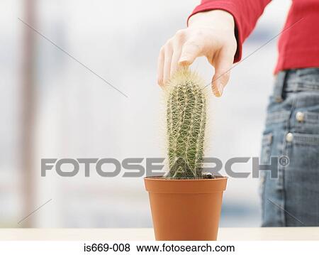 Stock Photo - Woman touching a cactus. Fotosearch