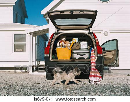 Dog by car full of luggage View Large Photo Image Stock Image - Dog by car full of luggage. Fotosearch