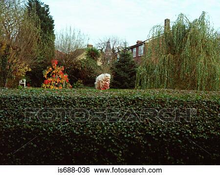 Stock Photograph - Woman looking over garden hedge. Fotosearch