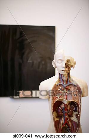 Stock Image - Anatomical model in classroom. Fotosearch