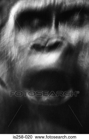 Stock Image - Angry gorilla. Fotosearch