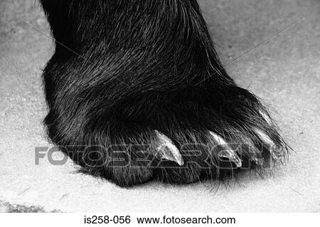 Bear's foot View Large Photo Image Stock Photograph - Bear's foot. Fotosearch