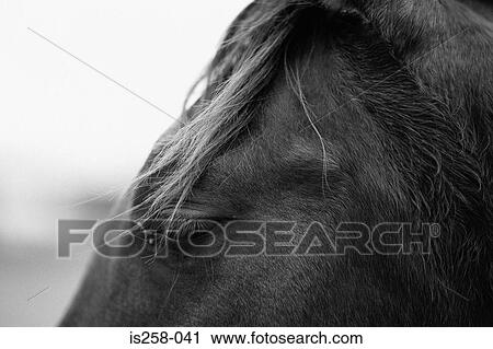 Close-up horse profile View Large Photo Image Stock Image - Close-up horse profile. Fotosearch
