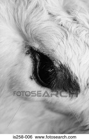 Cow's eye View Large Photo Image Stock Photograph - Cow's eye. Fotosearch