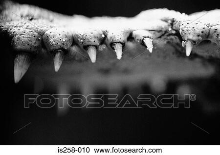Stock Image - Crocodile teeth. Fotosearch