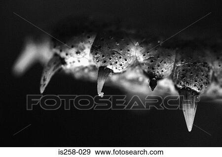Stock Photo - Crocodile teeth. Fotosearch