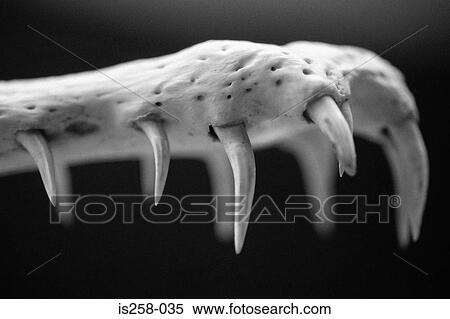Crocodile teeth View Large Photo Image Stock Photography - Crocodile teeth. Fotosearch