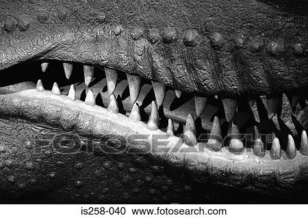 Stock Image - Dinosaur teeth. Fotosearch