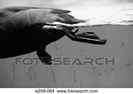 Picture - Duck in lake. Fotosearch