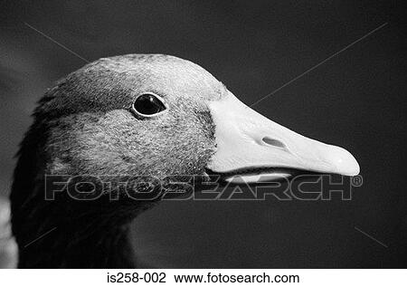 Duck profile View Large Photo Image Stock Image - Duck profile. Fotosearch