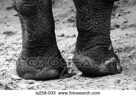 Elephant's feet View Large Photo Image Stock Image - Elephant's feet. Fotosearch