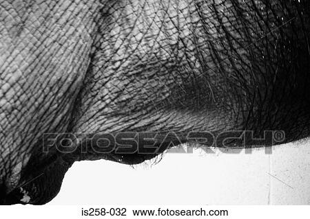 Elephant's skin View Large Photo Image Stock Image - Elephant's skin. Fotosearch