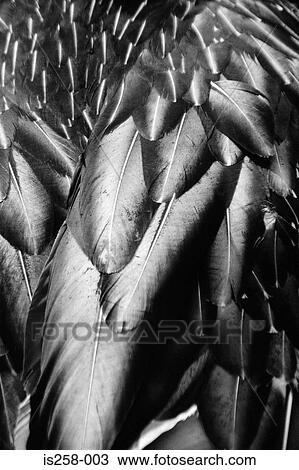 Flamingo feathers View Large Photo Image Stock Image - Flamingo feathers. Fotosearch