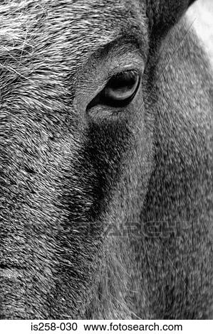 Stock Image - Horse's eye. Fotosearch