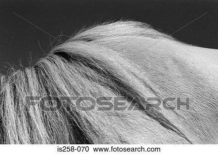 Horse's neck View Large Photo Image Stock Image - Horse's neck. Fotosearch