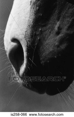 Stock Photograph - Horse's nose. Fotosearch