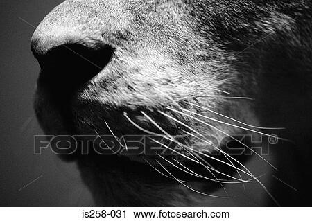 Lion's nose View Large Photo Image Stock Image - Lion's nose. Fotosearch
