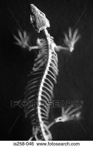 Lizard skeleton View Large Photo Image Stock Photograph - Lizard skeleton. Fotosearch
