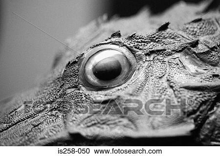 Lizard's eye View Large Photo Image Stock Image - Lizard's eye. Fotosearch