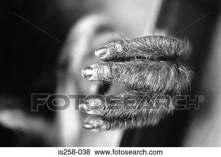 Monkey's hand View Large Photo Image Stock Photo - Monkey's hand. Fotosearch