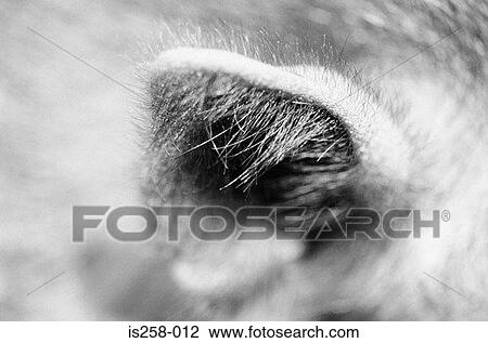 Piglet's ear View Large Photo Image Stock Image - Piglet's ear. Fotosearch
